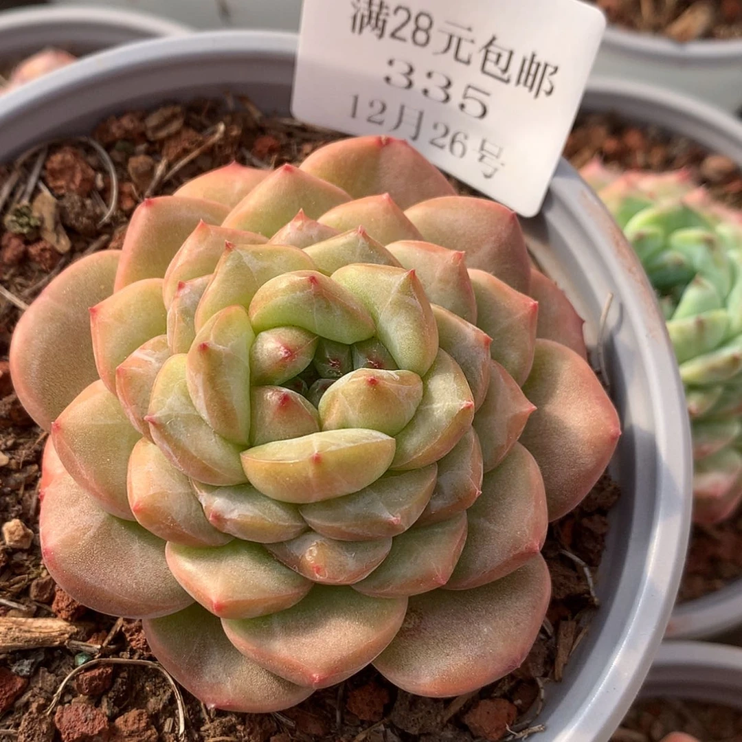 【闪购商品】云335号