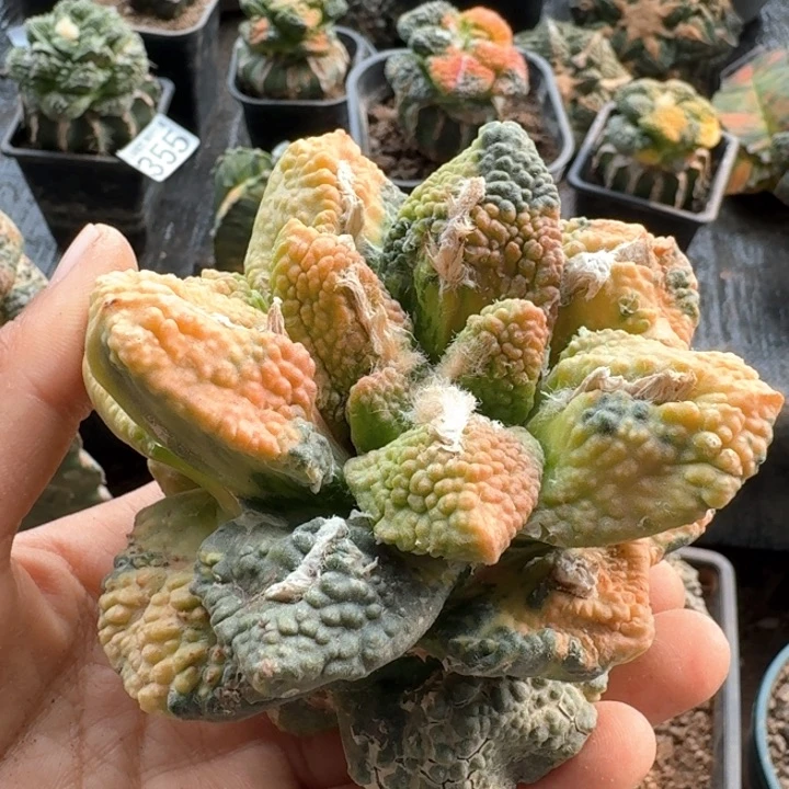 张525大哥斯拉锦仙人球