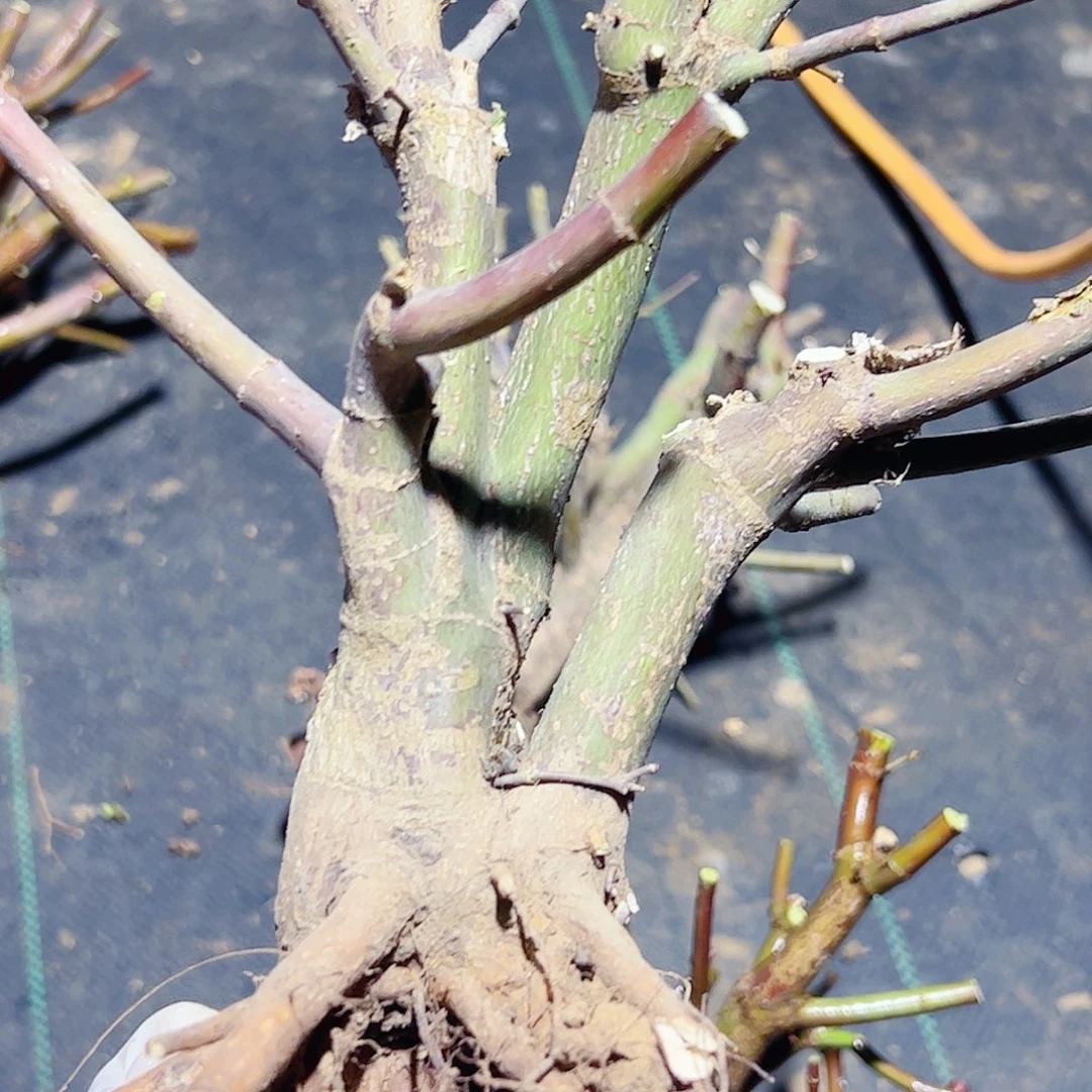 袁***栽无花朵枫树……枫树