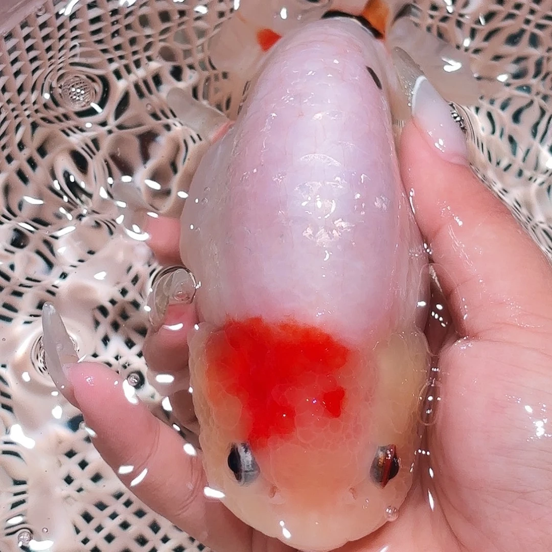 金鱼运费顺丰到付