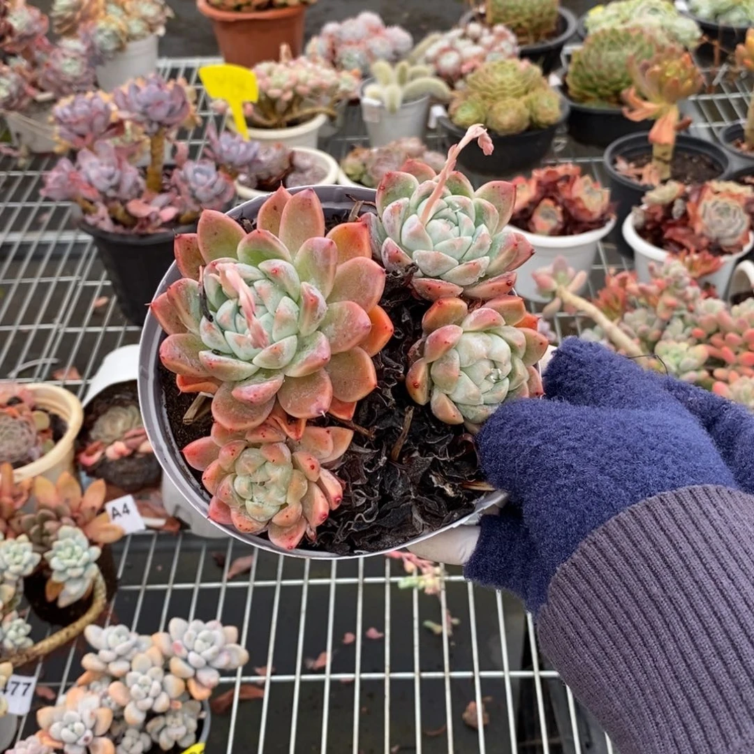 476西施老桩一物一拍