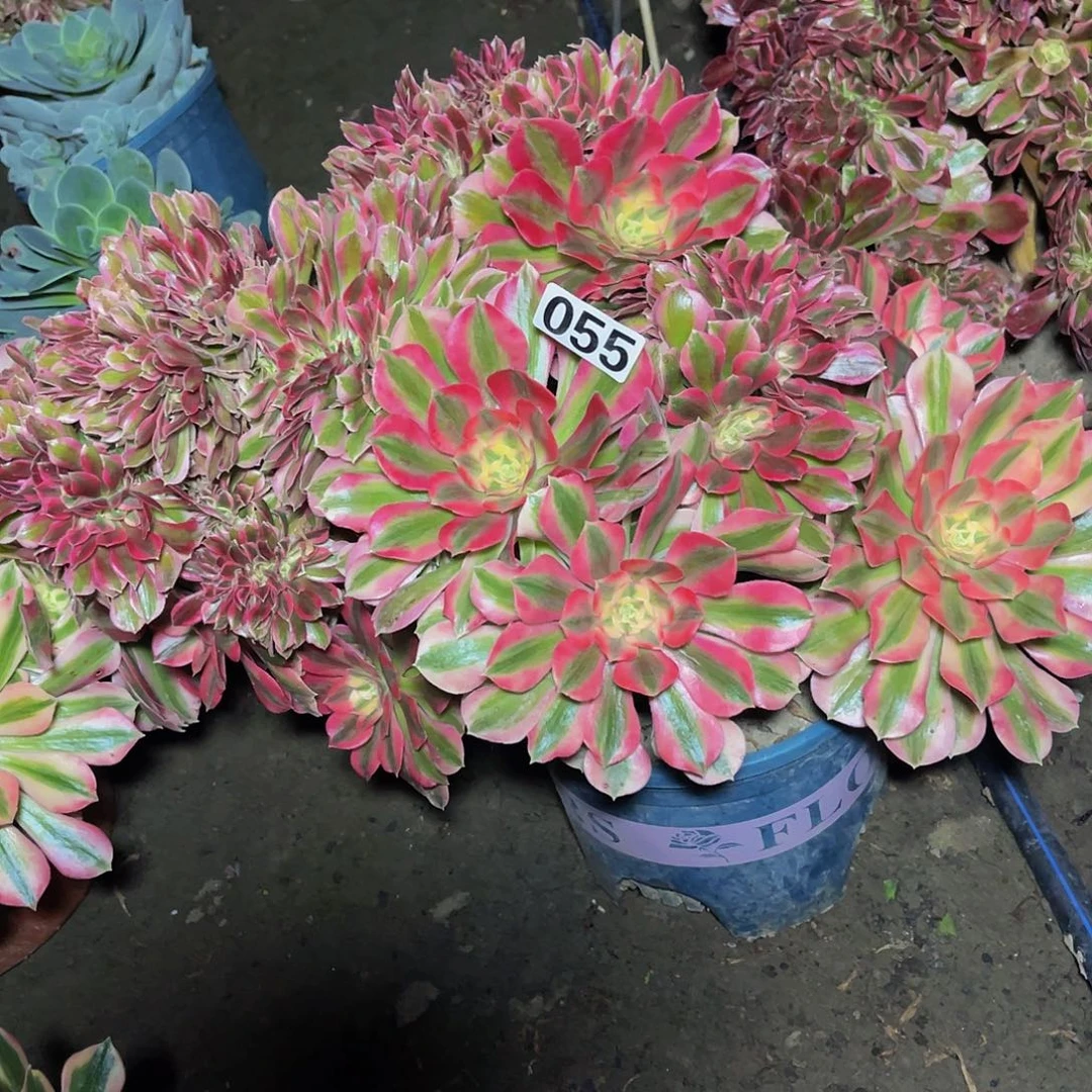 法师法师15–19包邮法师