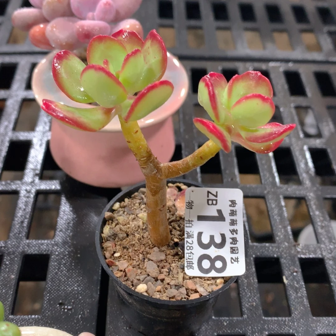 肉萌萌拇指盆精控多肉ZB138