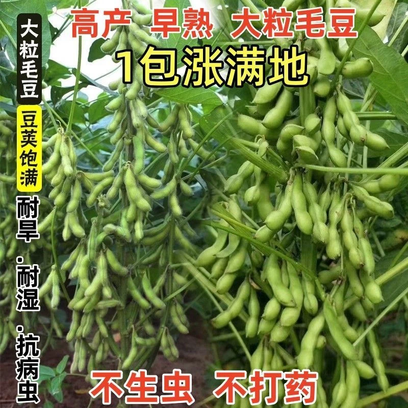 【24小时500+人拼单】大粒毛豆种子早熟阳台青皮黄豆种子大荚菜毛