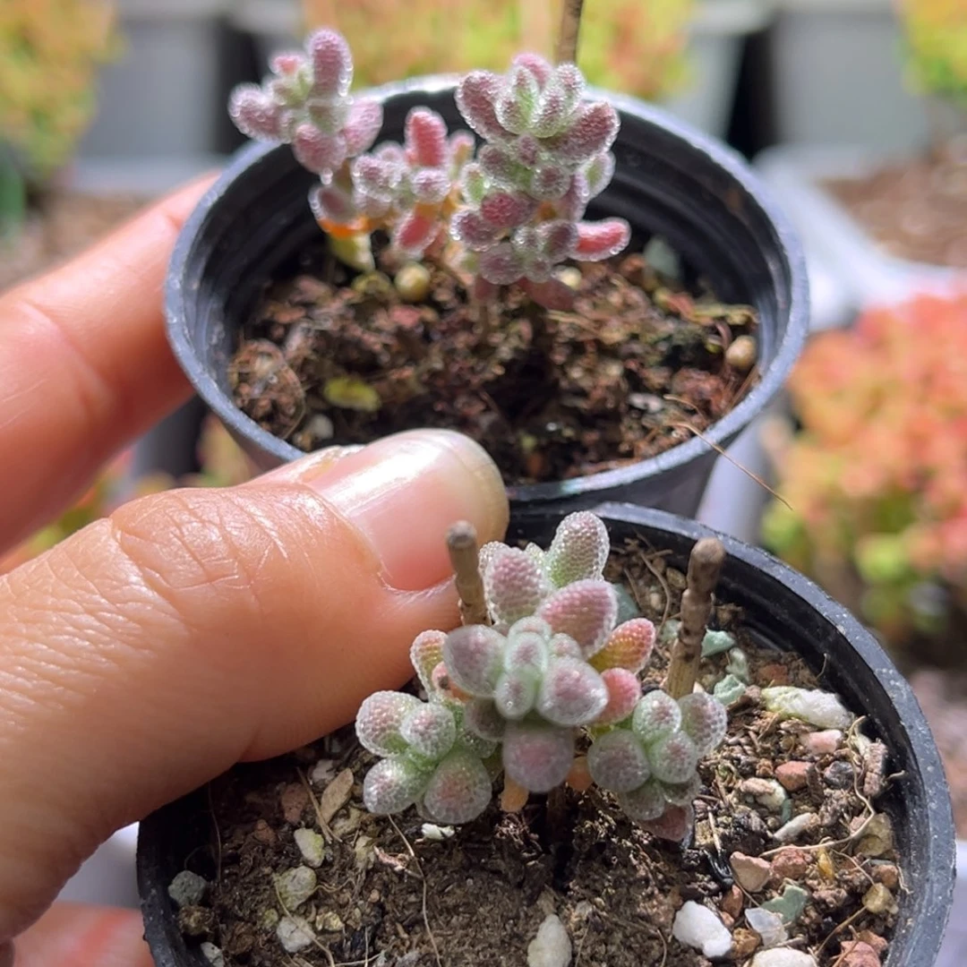 要*嘻冰晶杂枝干番杏D864D862