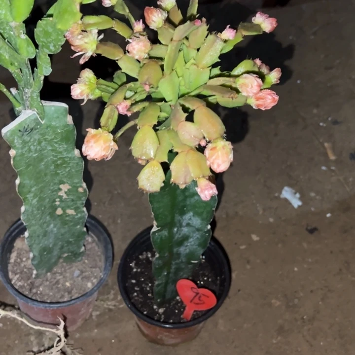 南***雪当前无花栽培后可以开花045补差价95