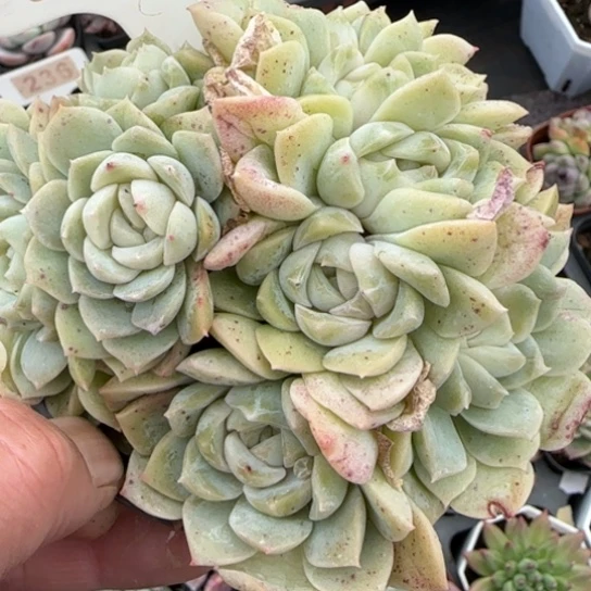 25梦幻泡影多肉植物多