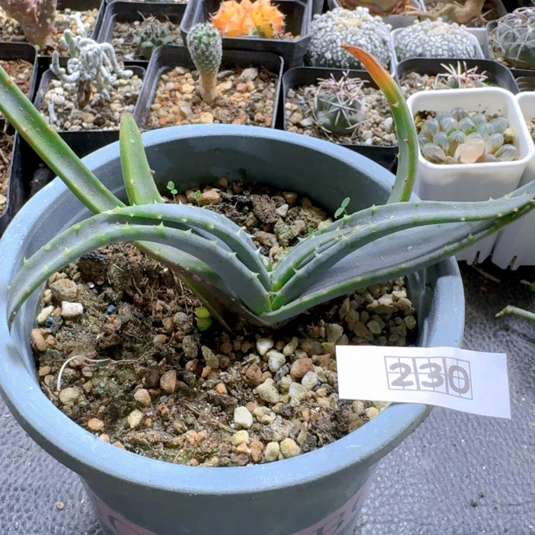 230推进器芦荟脱土发货