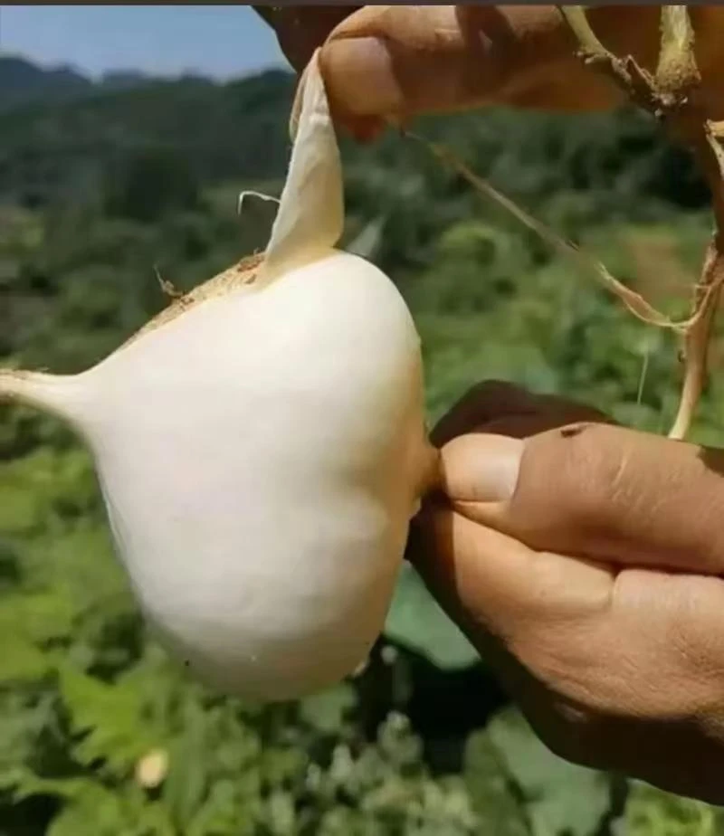 湘西农家地萝卜 清甜多汁