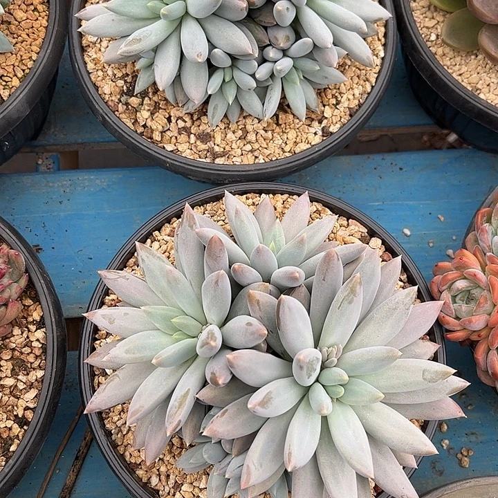 花***轩多肉植物一物一拍