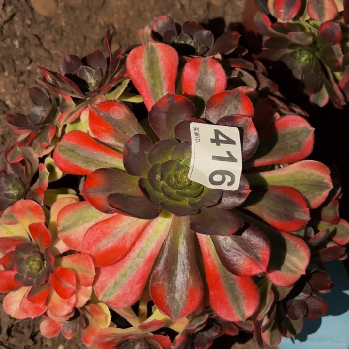 416雨荷多肉植物不售后