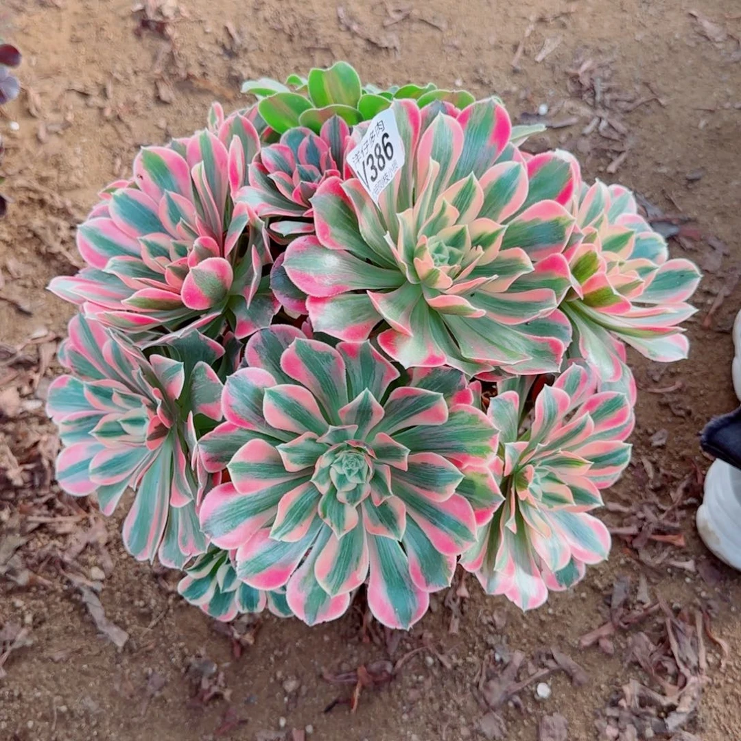 粉女郎法师386冠幅33