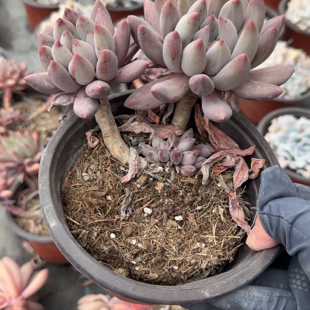 无花朵150所罗门两头带崽