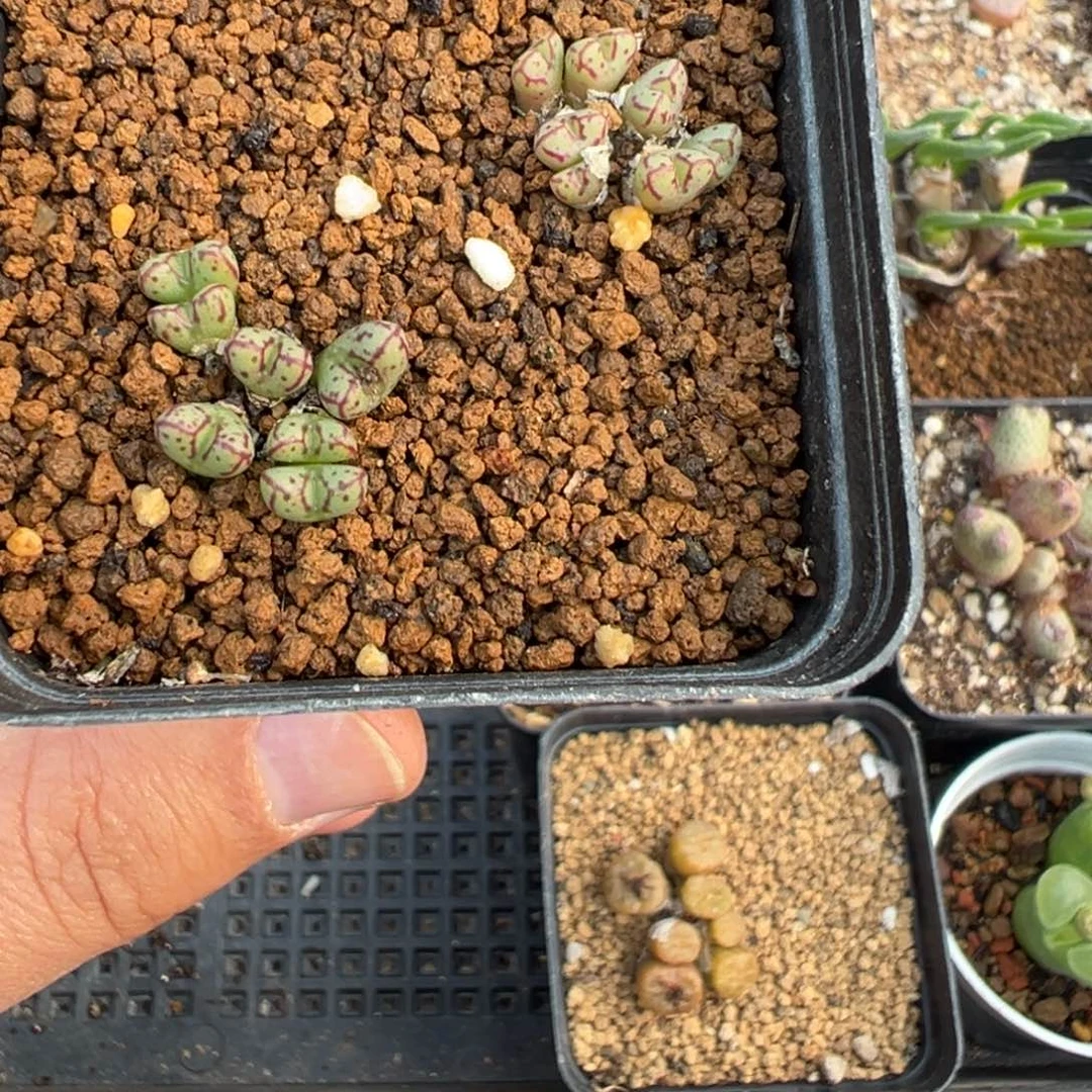 16-198肉锥多肉植物，
