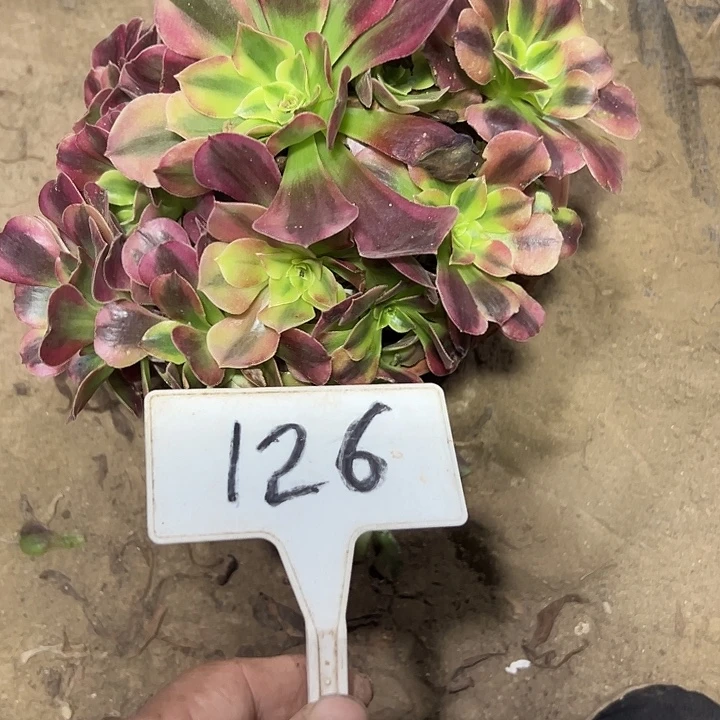 多肉植物美杜莎法师126