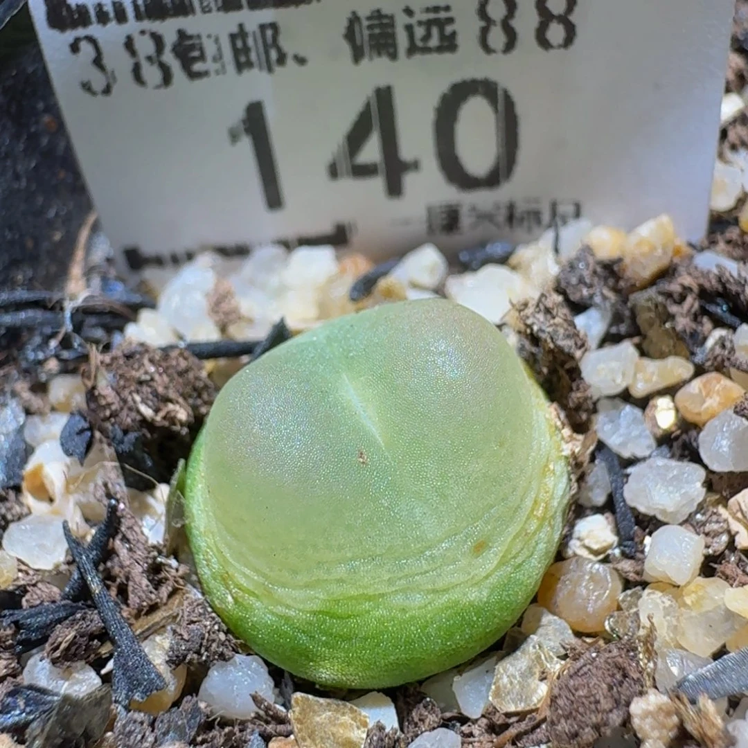 Ssss精品生石花140