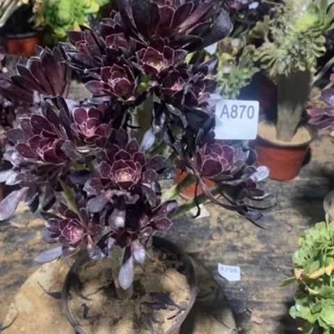 黑法师玫瑰一物一拍