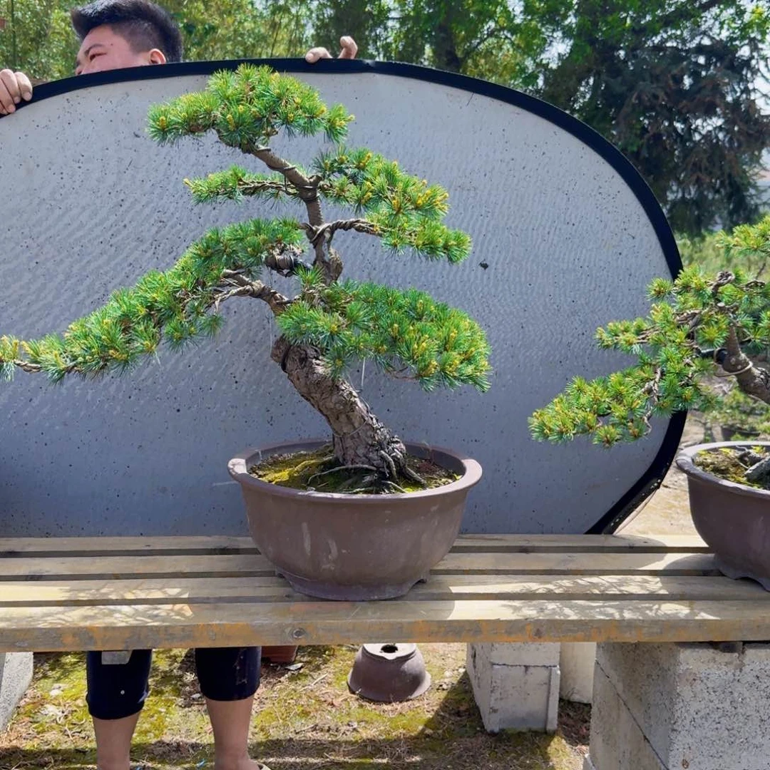 大****刷五针松盆景