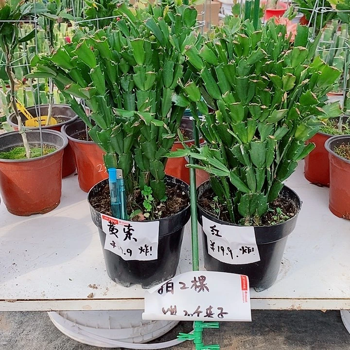 黄金索菲亚老桩自生根