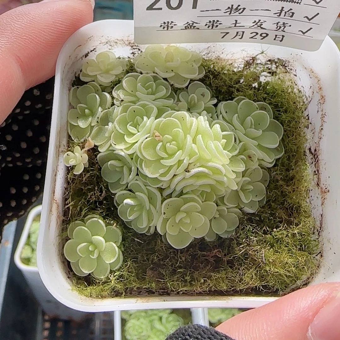 发***串多肉0729-201爱丽丝捕虫堇