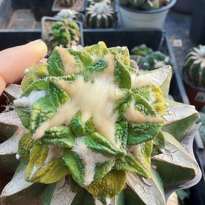 无花朵894辛顿牡丹锦