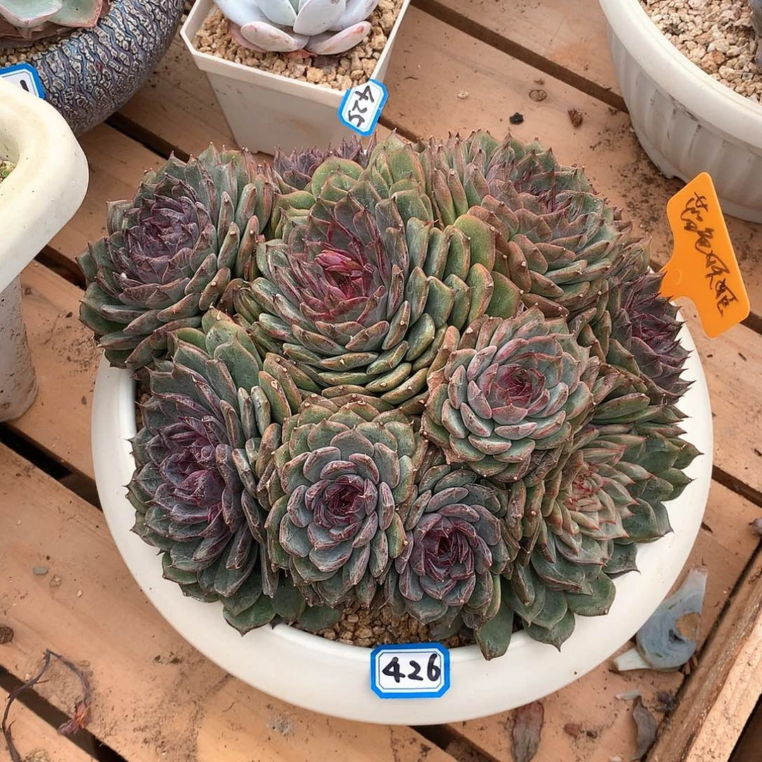 426蓝色妖姬 一物一拍多肉