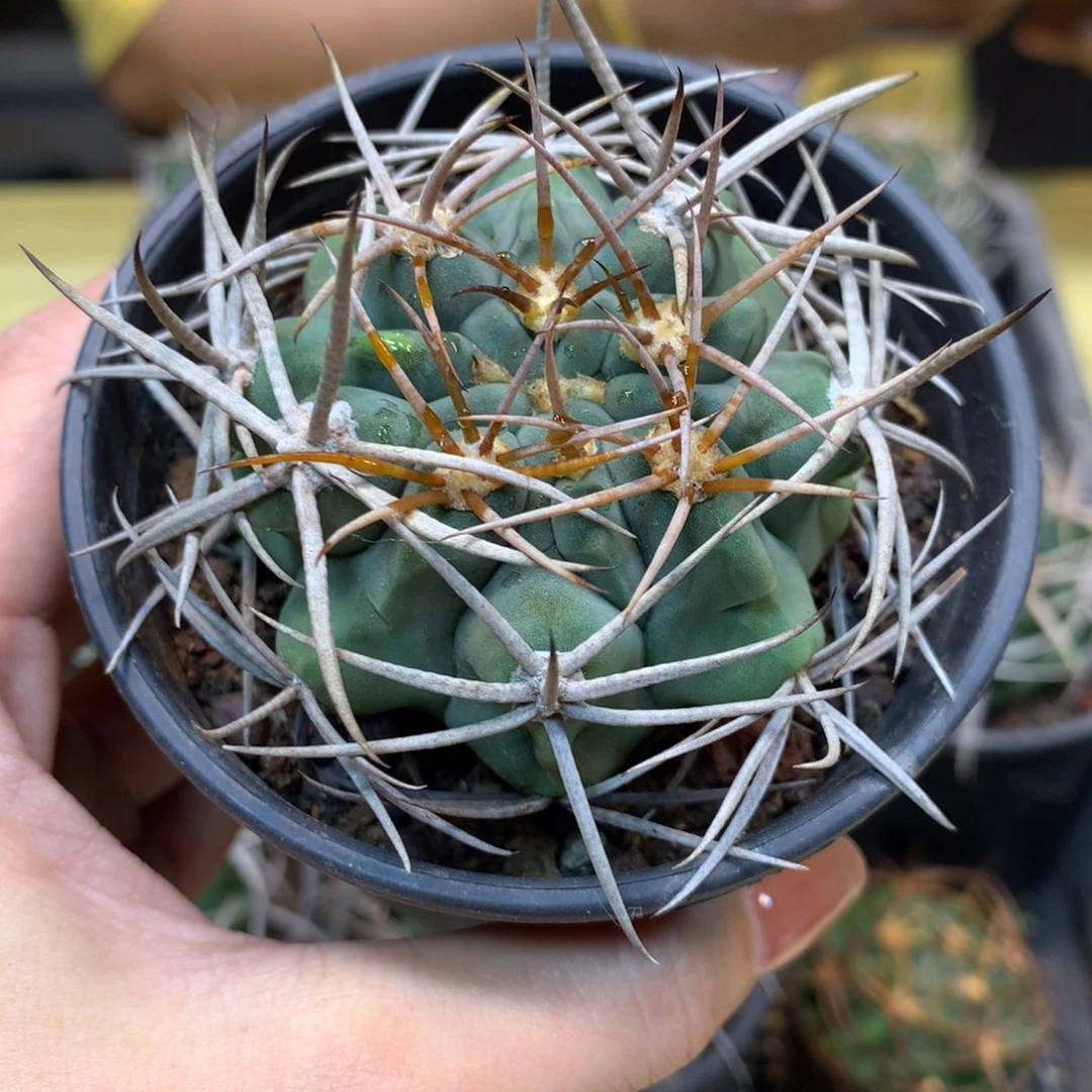 实生 碧岩玉整体8公分起发