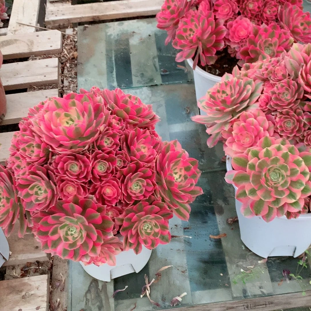 【闪购商品】莉*@粉女巫，多肉