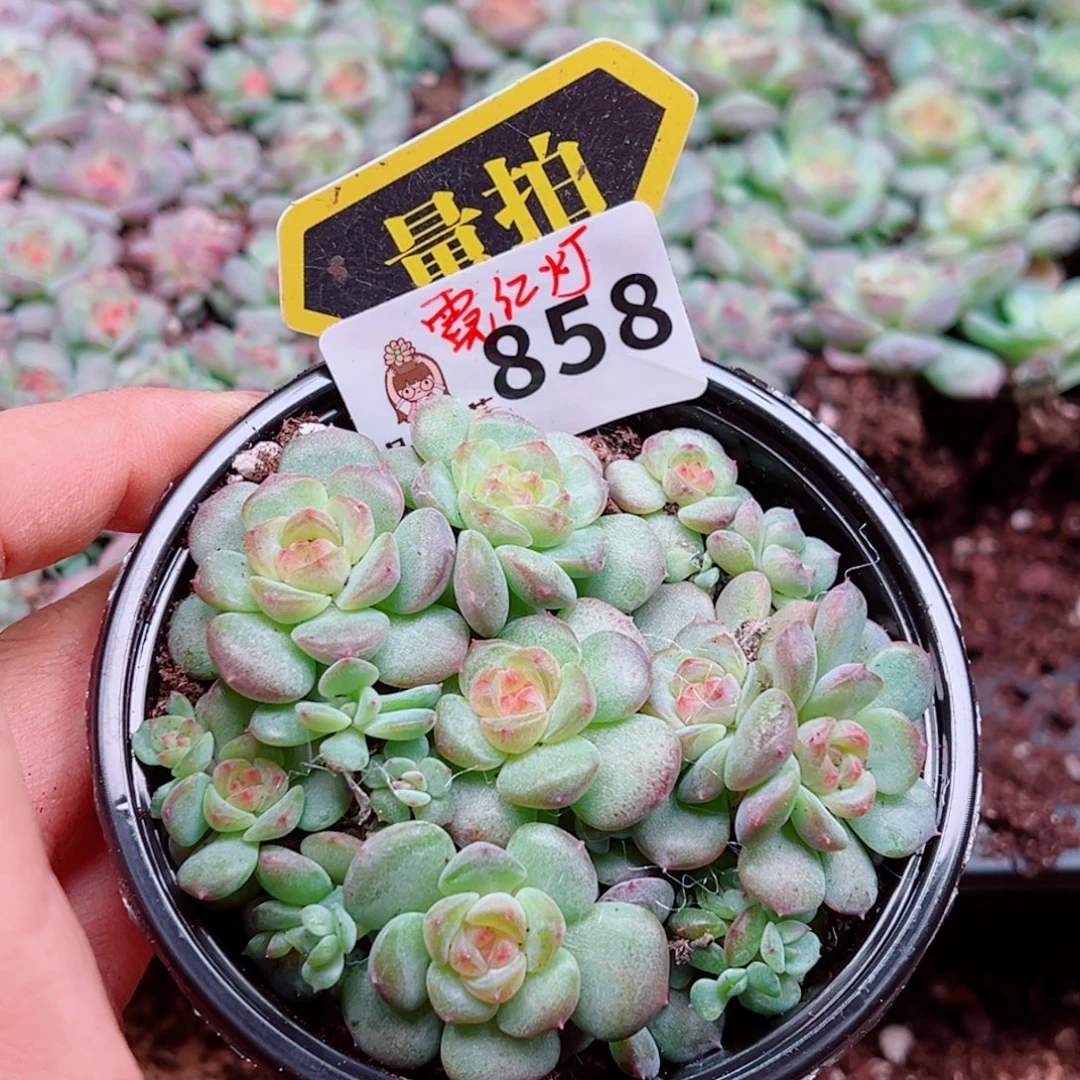 多肉植物多肉植物