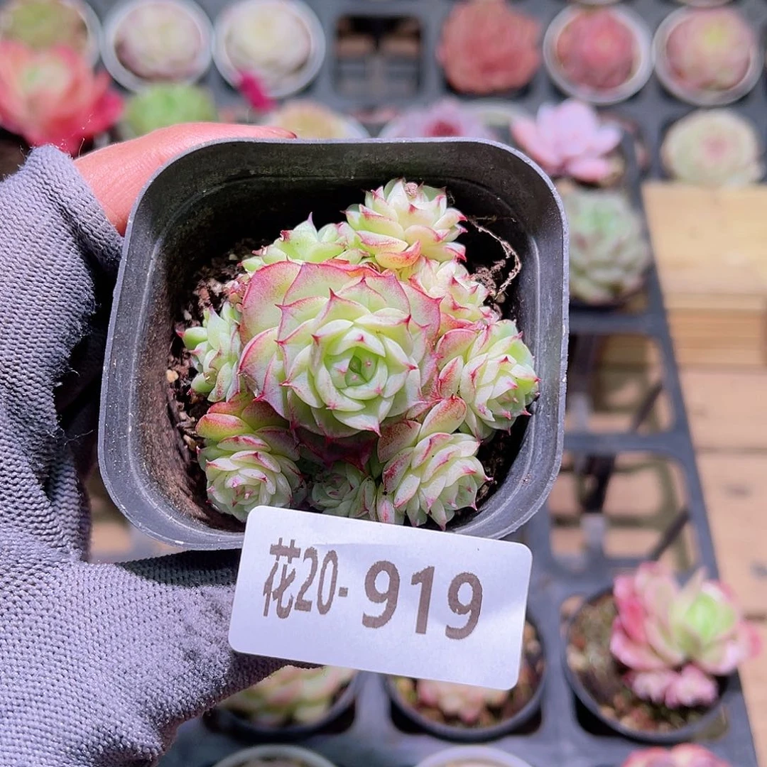 花20-919女王群生