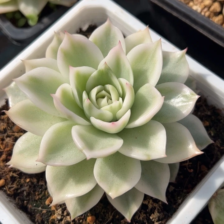 超白麦秆锦一物一拍锦龙