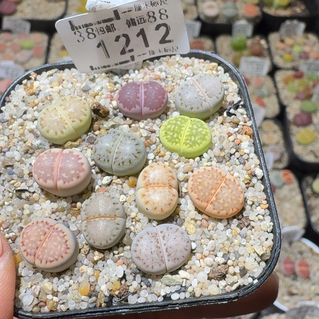 Sss精品生石花1212