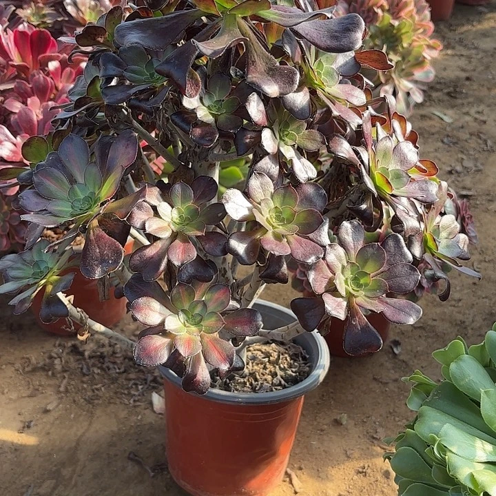多肉植物法师晚霞02