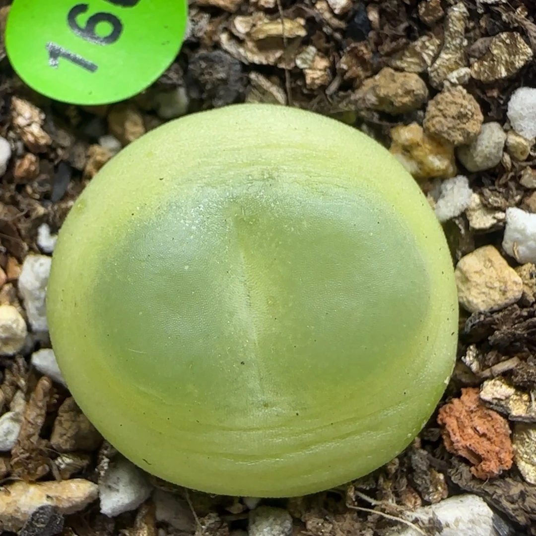 拉登漂亮多肉植物160