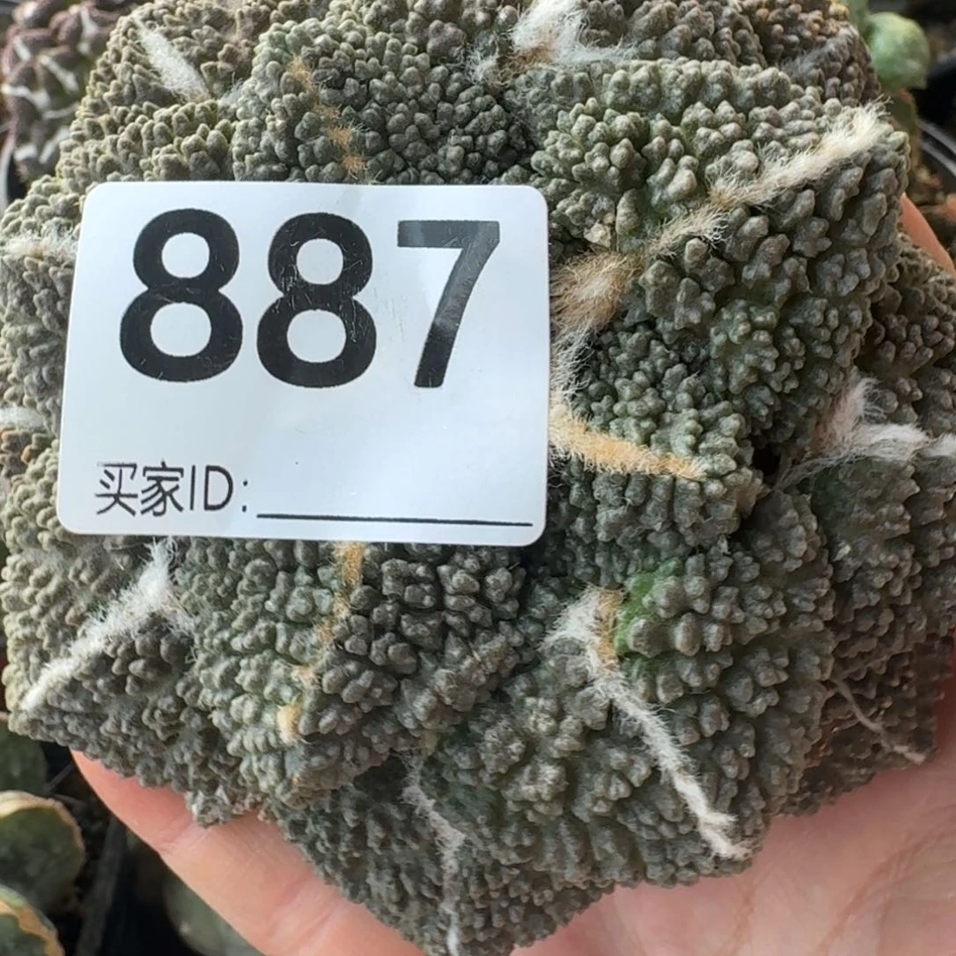 【闪购商品】Y*F自根牡丹887