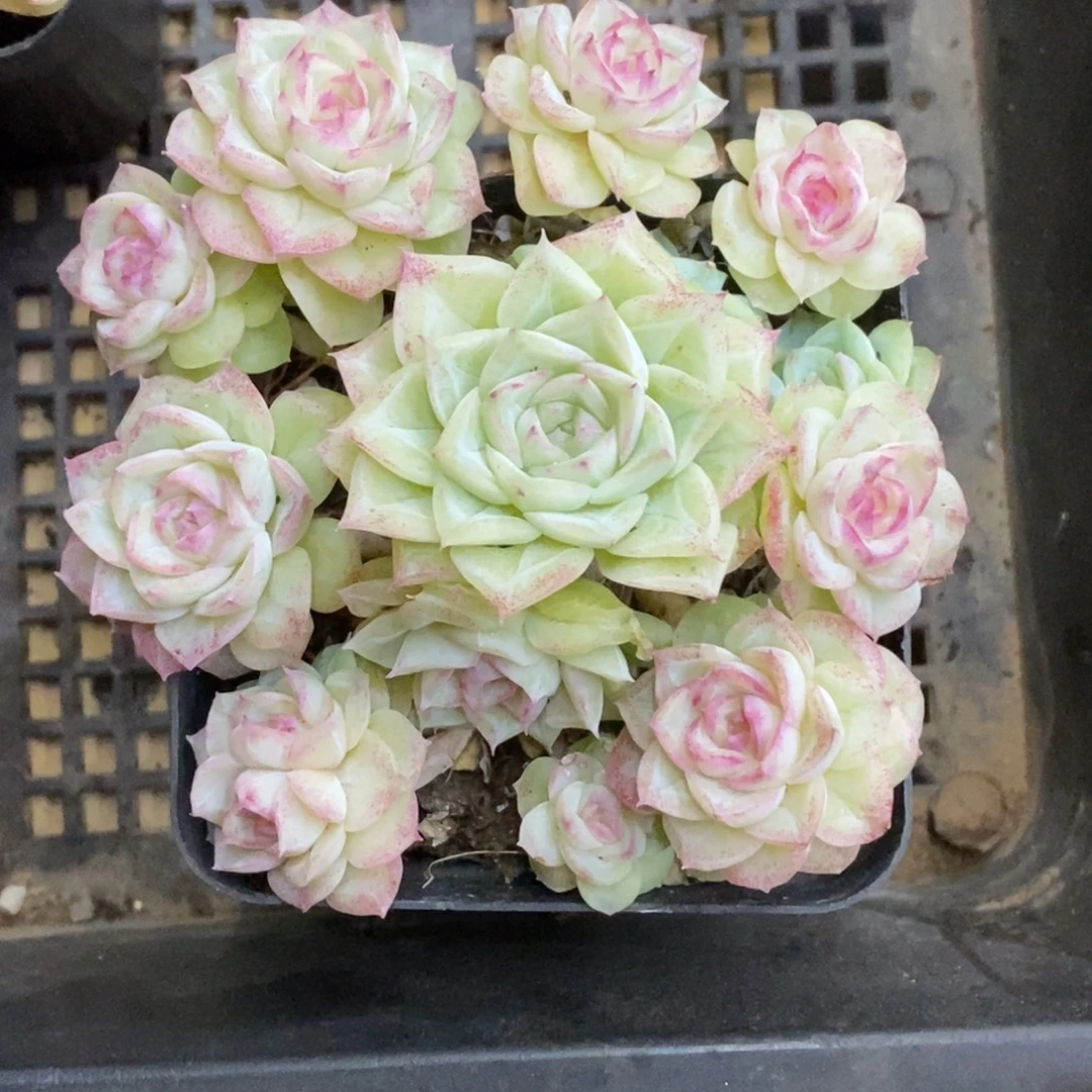 精品多肉一物一拍不包整390