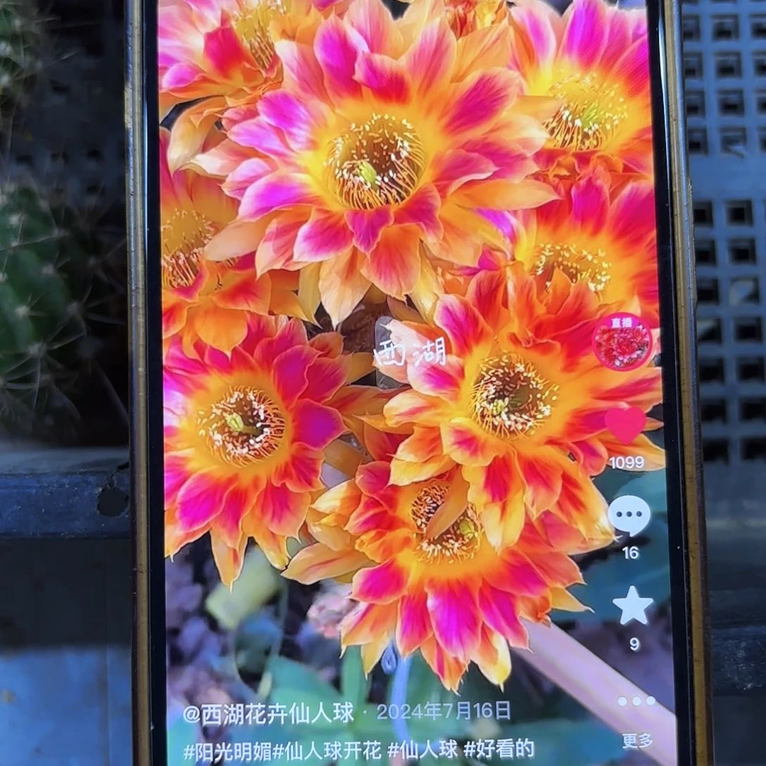 阳光明媚丽花侧牙20包邮54