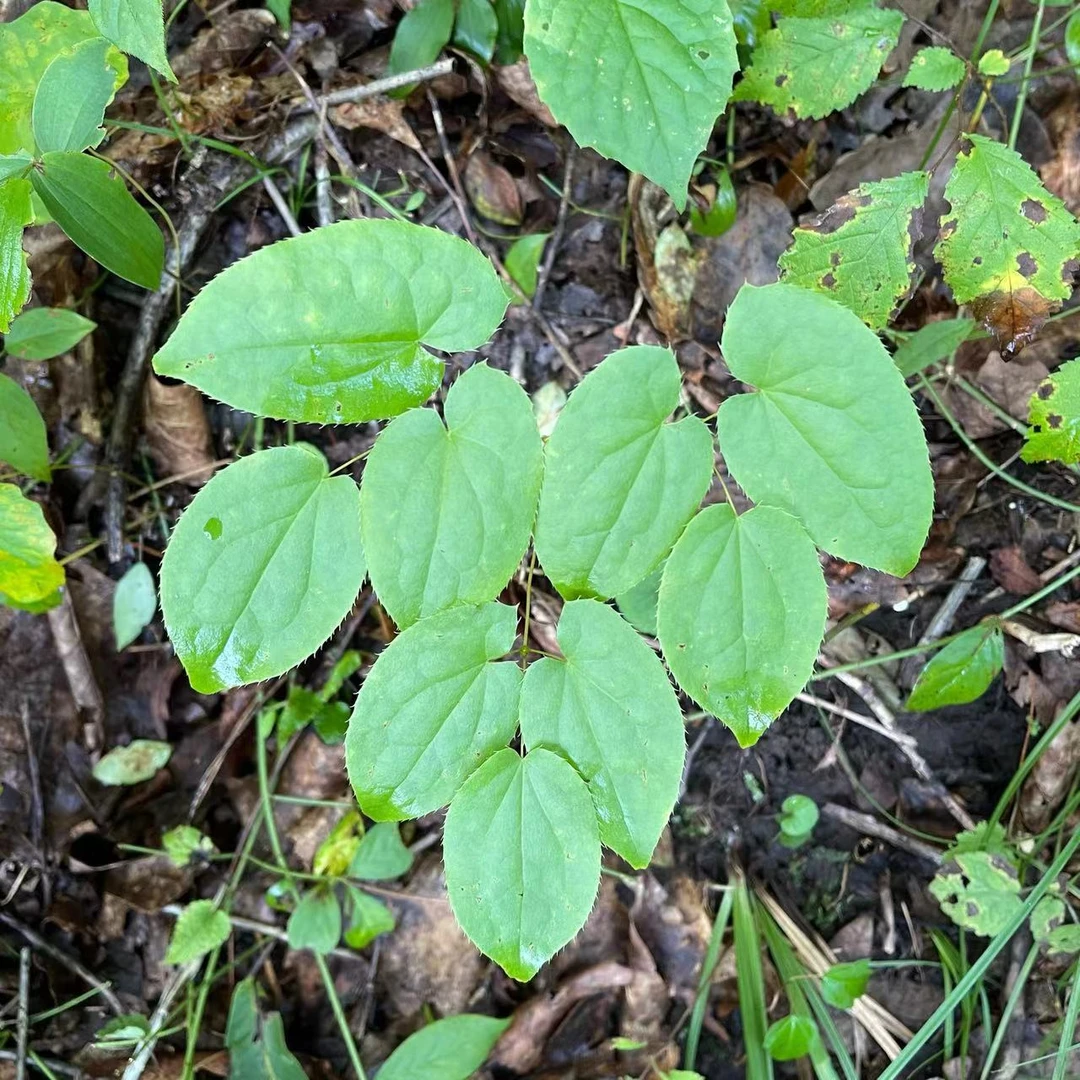 长白山优质品种朝鲜九叶草自采自晒