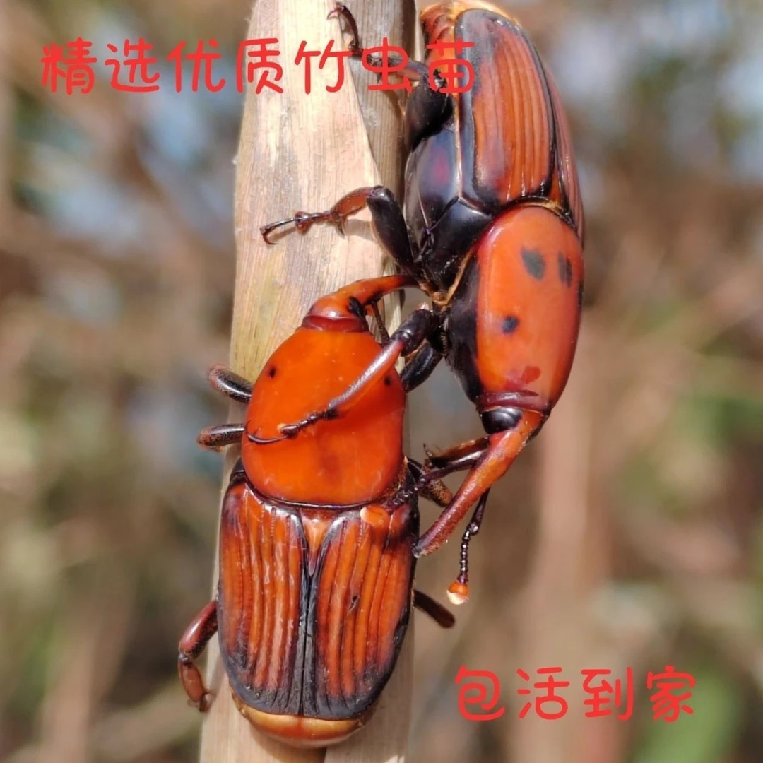 优质竹虫甲壳虫种苗皇竹虫苗竹笋竹笋虫椰子幼虫鲜活活虫子彩色