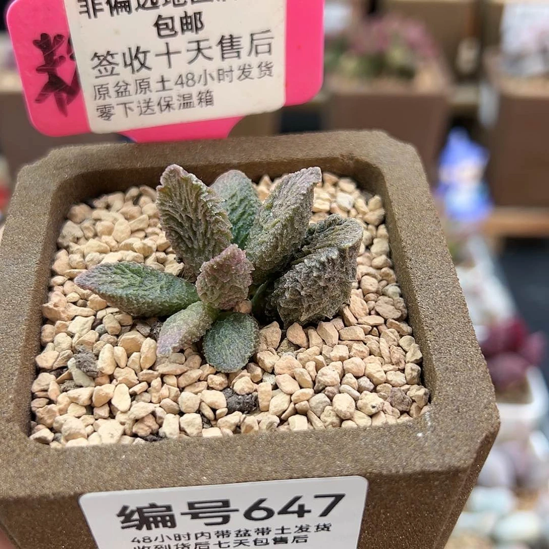 647大鱼海棠多肉