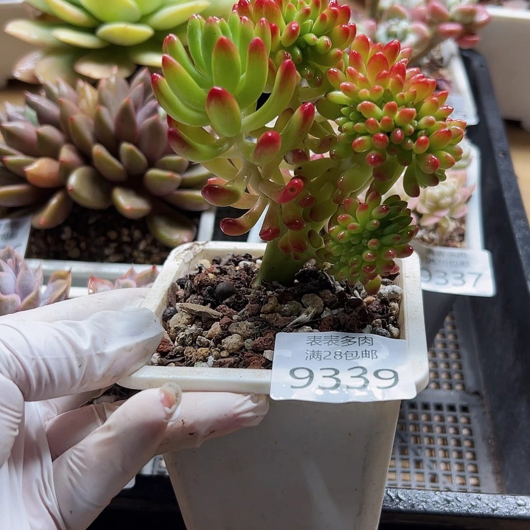 9号多肉一物一拍9339
