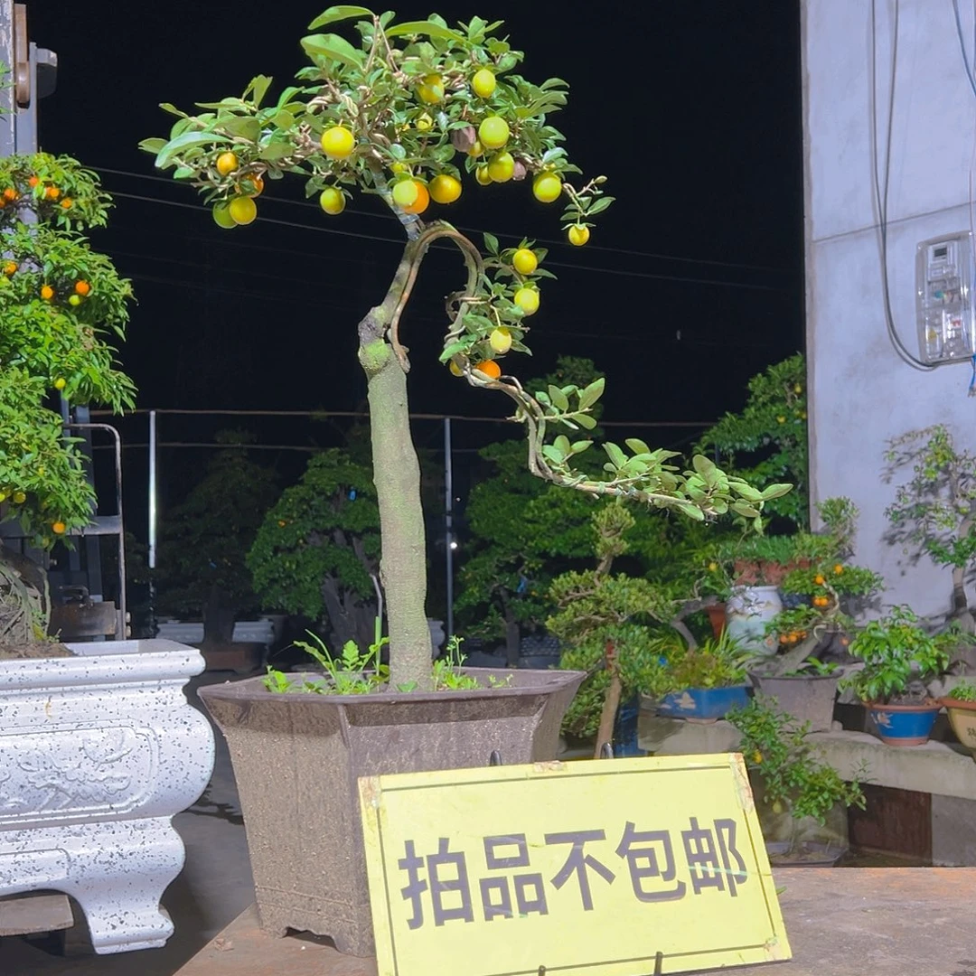 无花朵嫁接金弹子。   车厘子血红