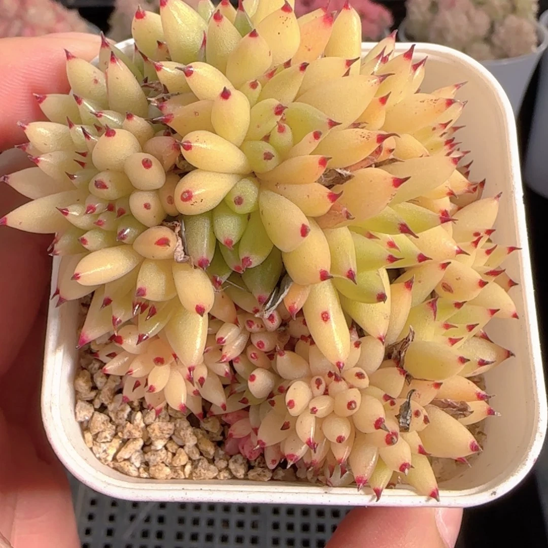 多肉0102-92虎鲸缀化