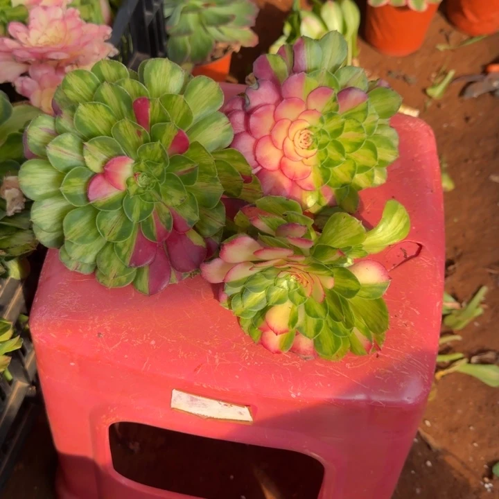 小知否无根多肉植物法师