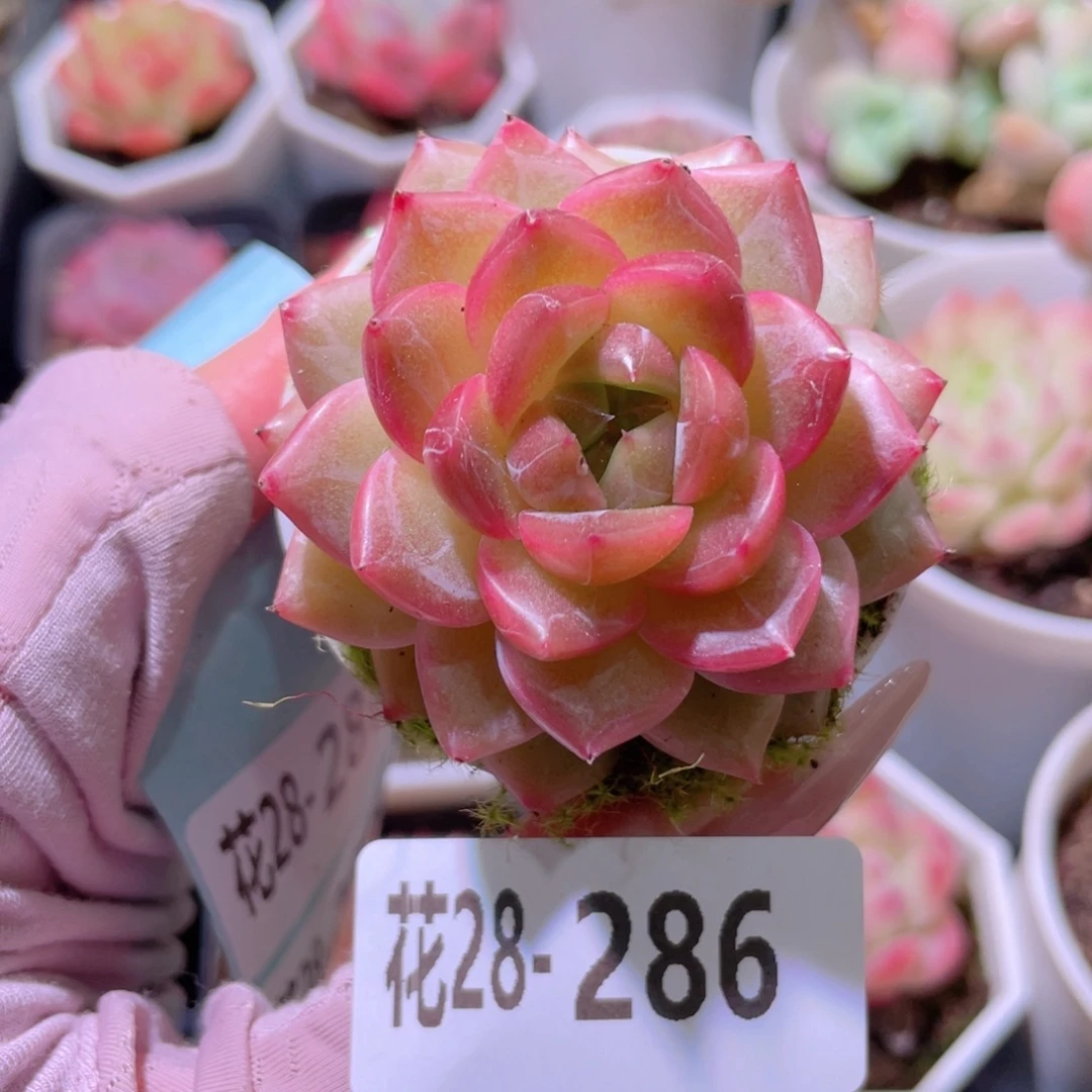 花利美28-286珍妮