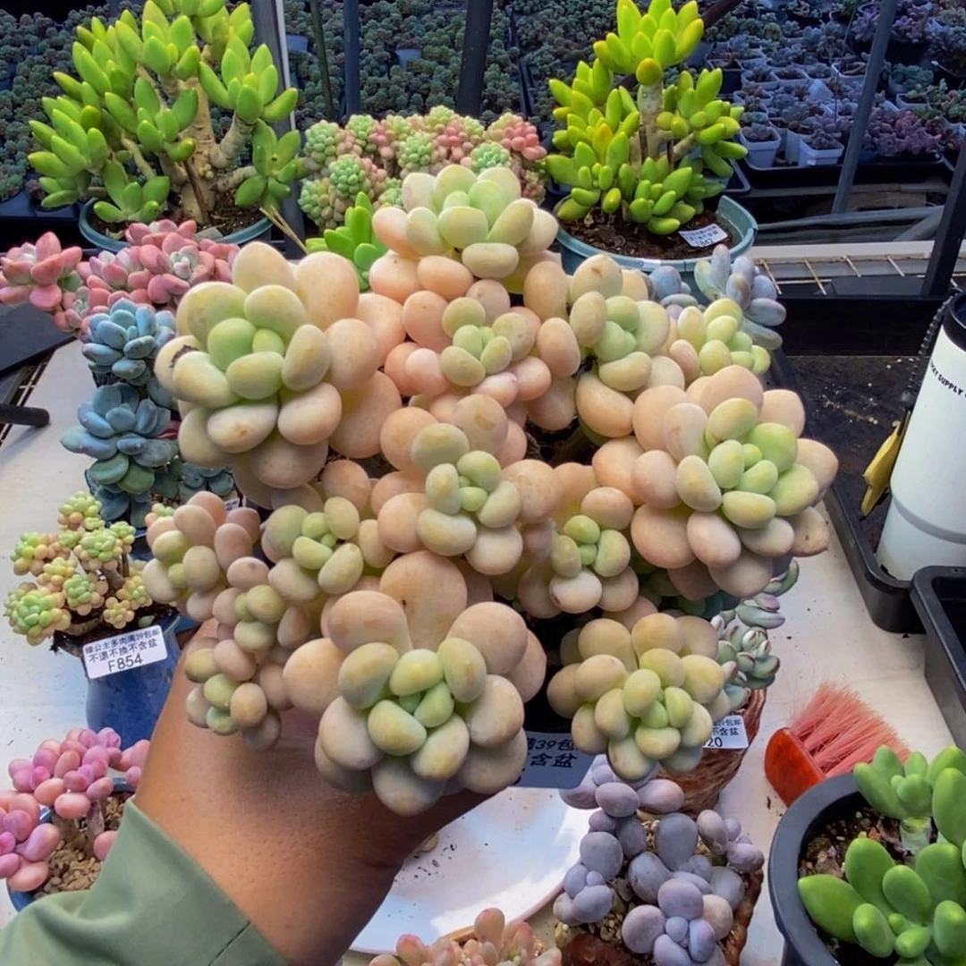 865洛可可多肉10c m