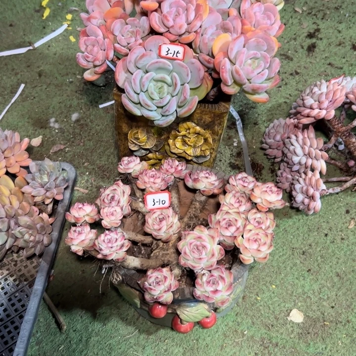 懒***2精品多肉植物老桩