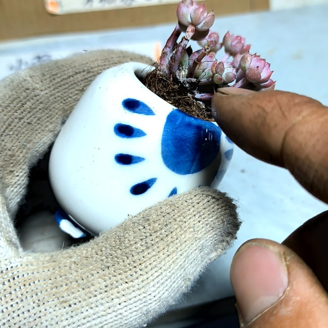 满9元包邮，粉曼多头售后生八个儿子