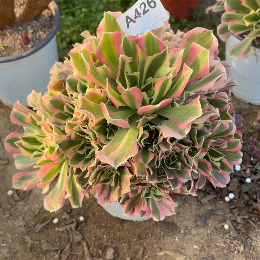 白凤多肉断枝不包426