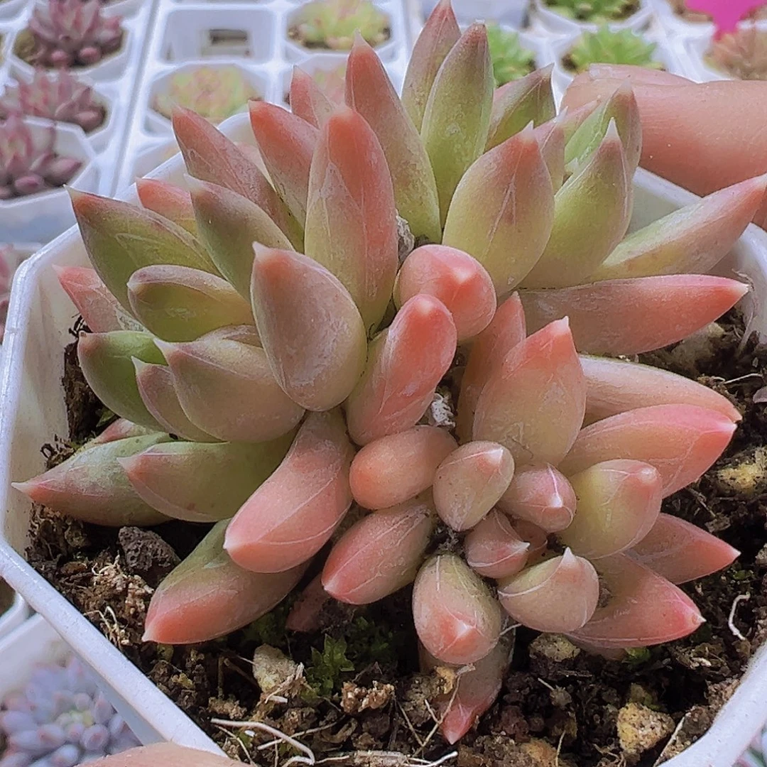 炫彩星群生19包邮多肉植物